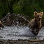 Katmai Bears running
