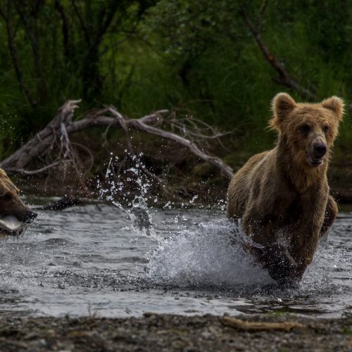 Chasing Bears