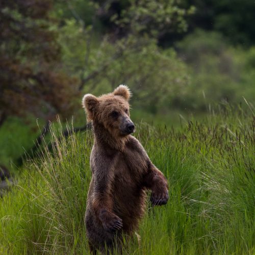 Bear standing up