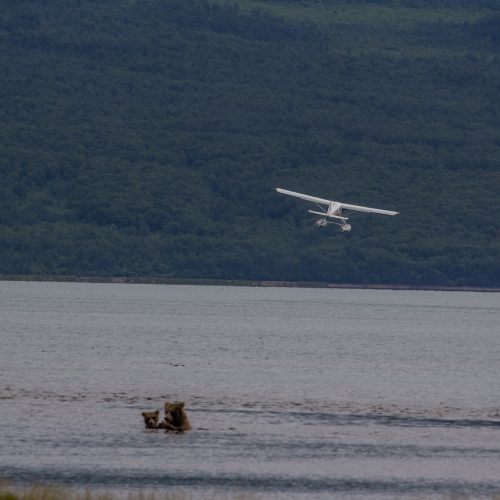 Landing Between Bears
