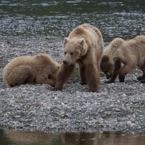 Mom and cubs digging for clams