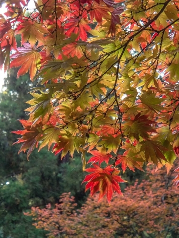 Fall Leaves Japanese Maple