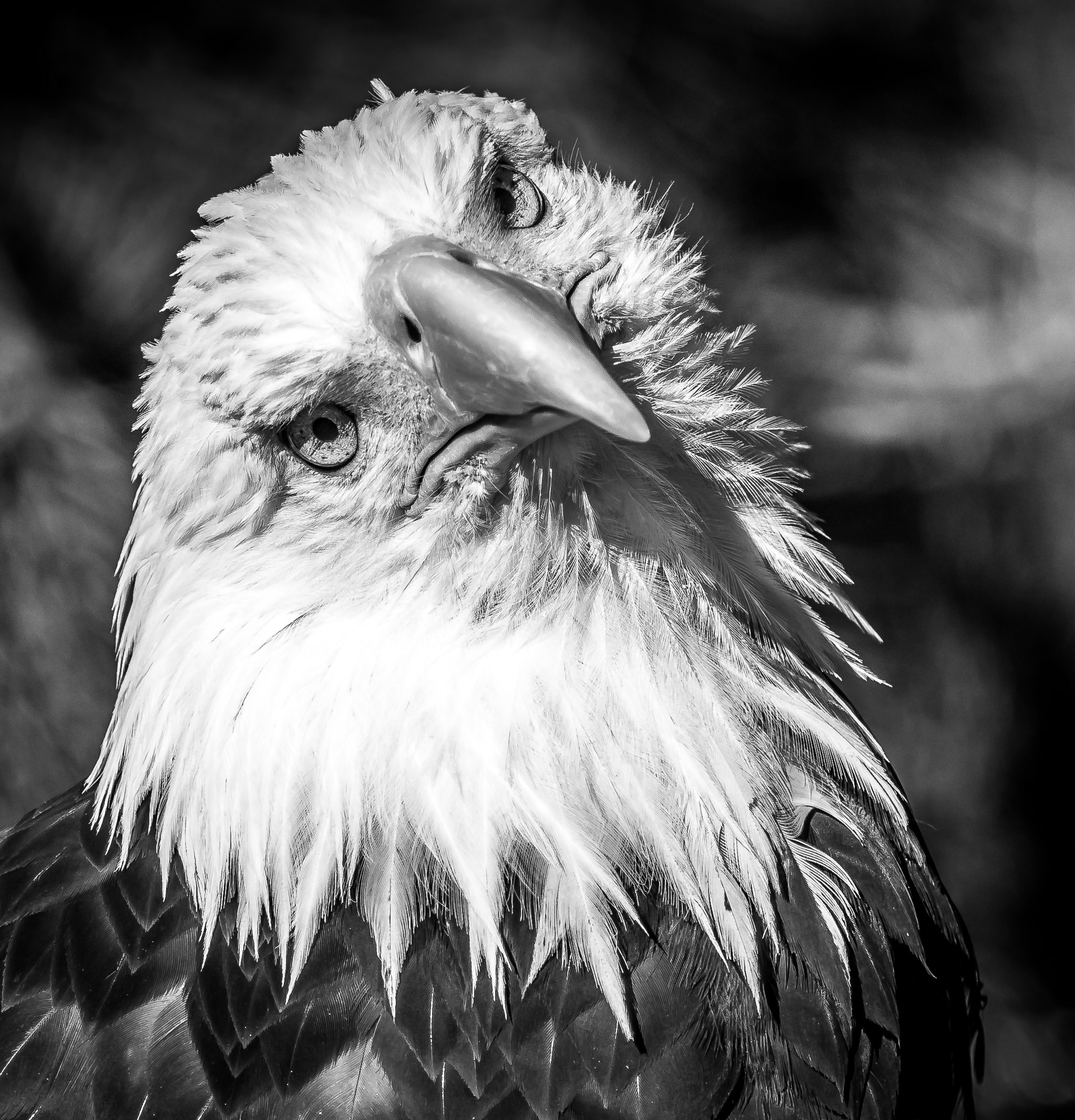 Bald eagle looking straight at camera