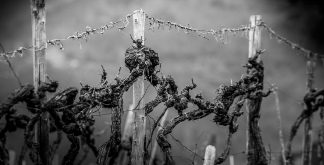 Branches and wire, vinyard, Chianti, winter